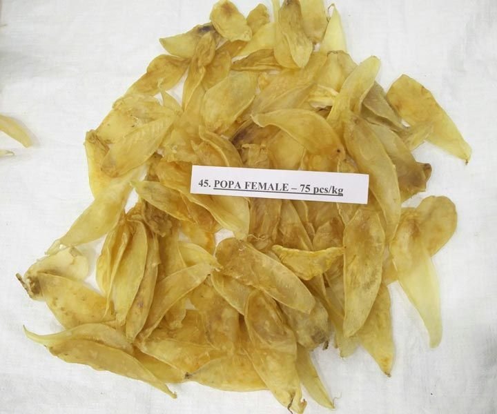Jew Fish Maws (Female) 75 Pcs kg