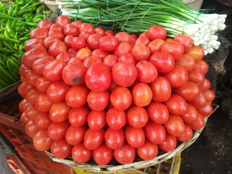Fresh Tomato 02