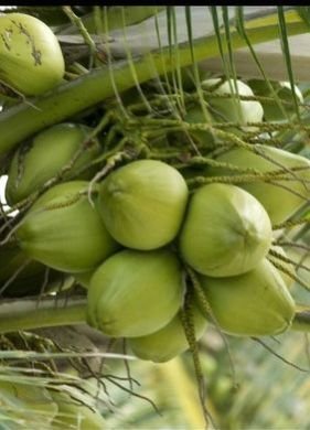 Green Tender Coconut 03