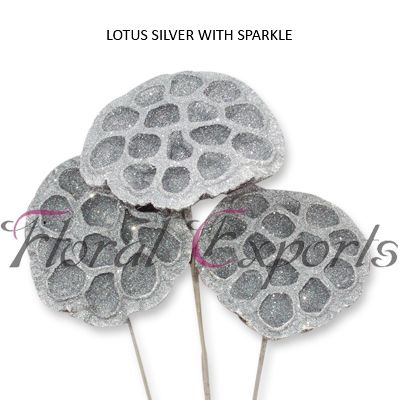Lotus Silver Sparkle Christmas Dried Flowers