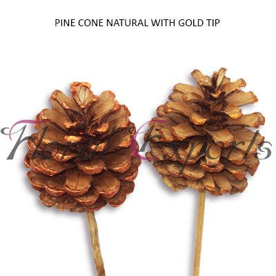 Pine Cone Natural Gold Tip Christmas Dried Flowers