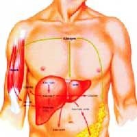 Action of Glucagon