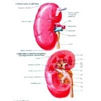 Anatomy of the Kidney