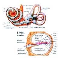 Auditory System