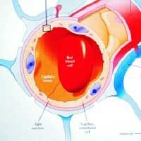 Blood Brain Barrier