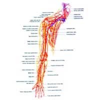 Blood Supply