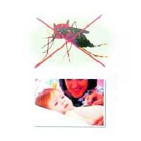 Dengue Fever