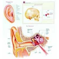 Ear