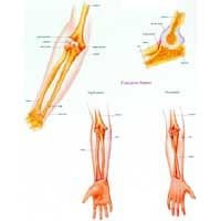 Elbow And Forearm