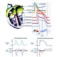 Electrical Activity