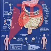 Entamoeba Histolytica Model