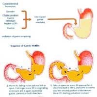 Gastric Motility