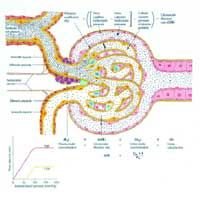Glomerular Filtration