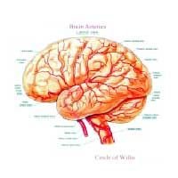 Head & Neck Blood Supply