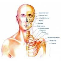 Head & Neck Bones