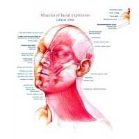 Head & Neck Muscules