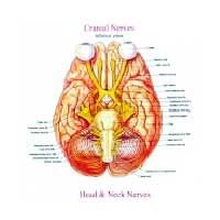 Head & Neck Nurves
