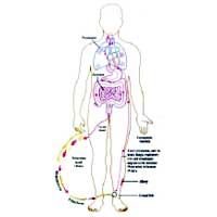 Hookworm Disease