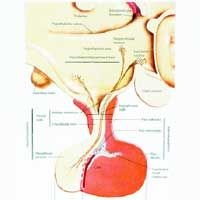 Hypothalamus