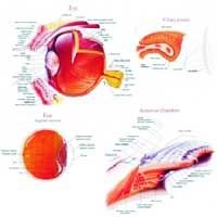Intraocular Structure
