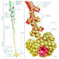Intrapulmonary Airways