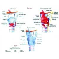 Larynx