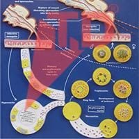 Malaria Parasites Model