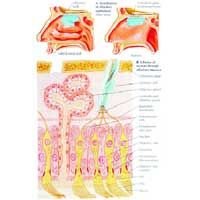 Olfactory System
