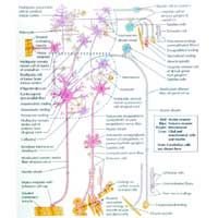 Organization of the Brain