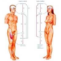 Regulation of Hormone