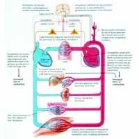 Responce of Exercise