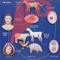 Toxoplasma Gondii Model