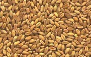 Indian Wheat