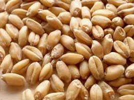 Indian Wheat
