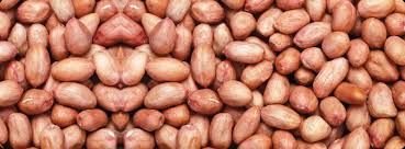 Bold Peanut Kernel