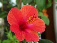 Hibiscus Flower