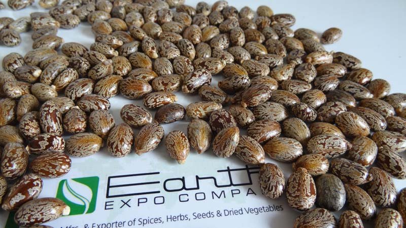 Natural Castor Seeds