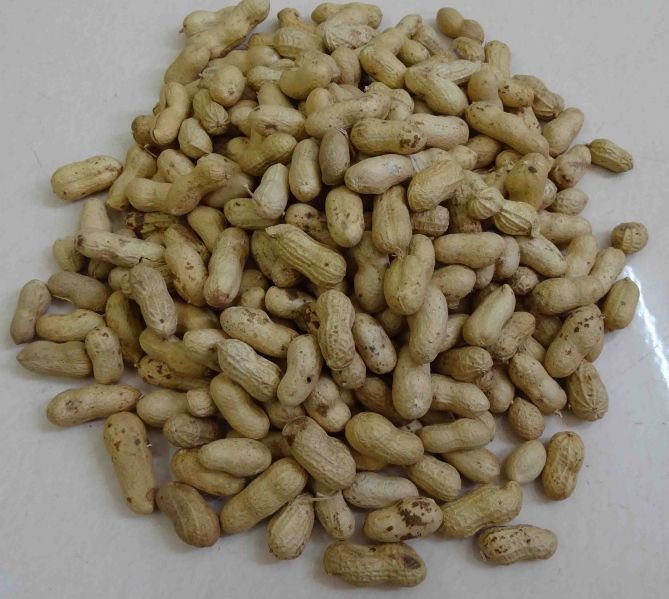 Peanut in Shell