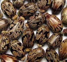 Roasted Castor Seeds