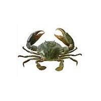 Green Mud Crab