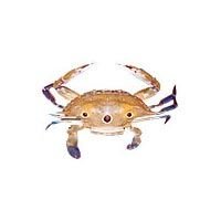 Sea Crab