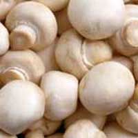 Fresh Button Mushroom