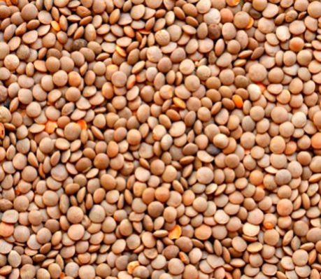 Lentils Seed 01
