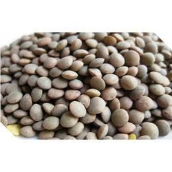 Lentils Seed 02