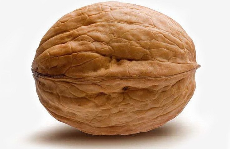 Walnut