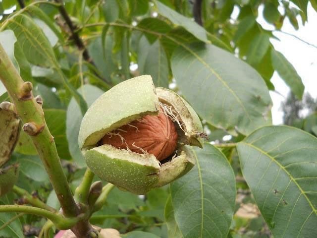 Walnut