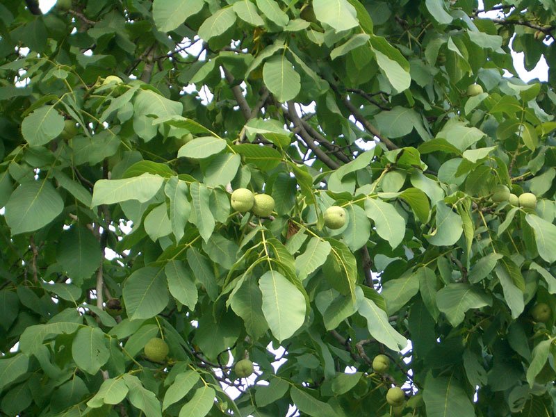 Walnut