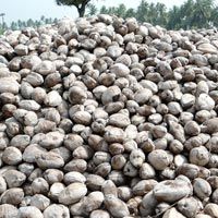 Coconut Copra 02