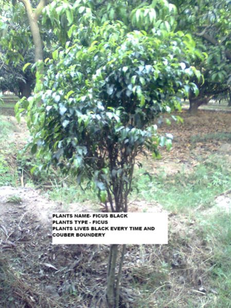 Ficus Black