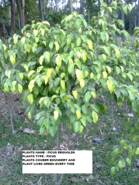 Ficus Regnolds